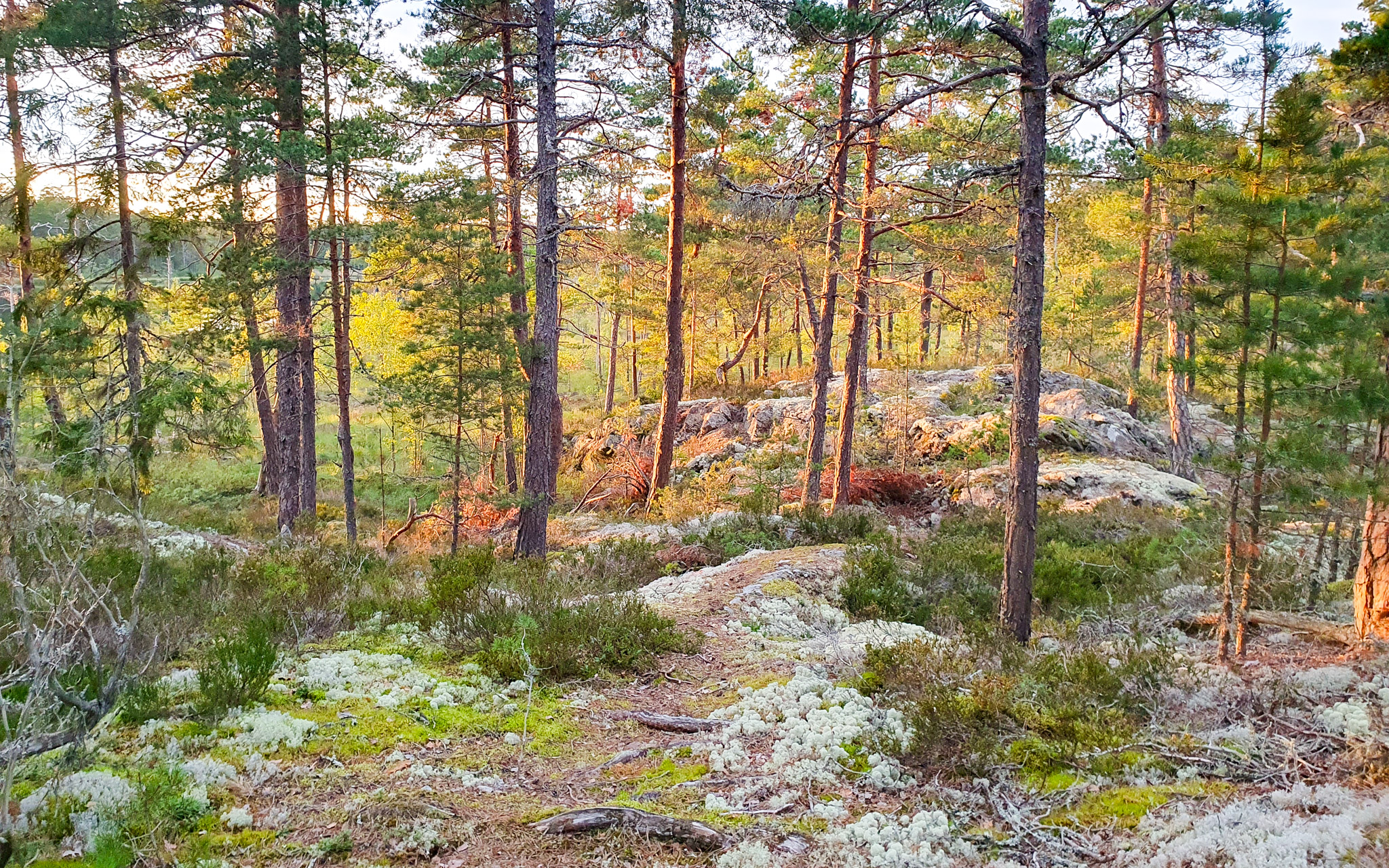 Ingarös vackra och vilda natur