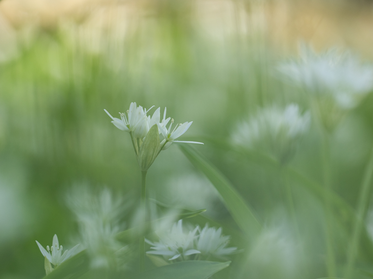 Blommor
